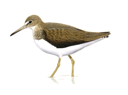 Green Sandpiper