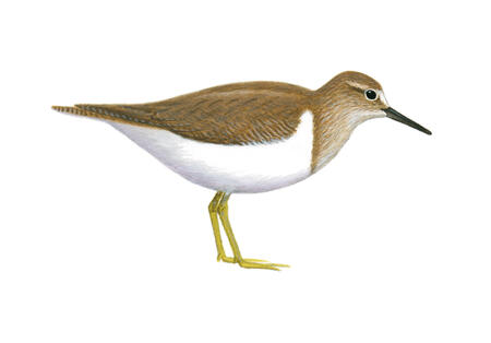 Common Sandpiper