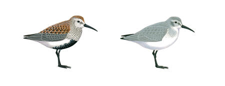 Dunlins