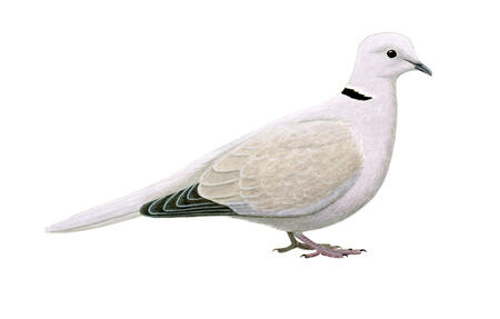 Collared Dove