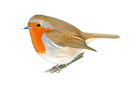 Robin