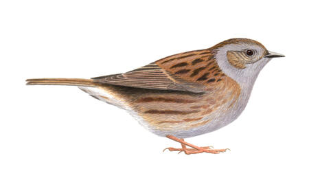 Dunnock