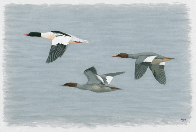 Goosanders