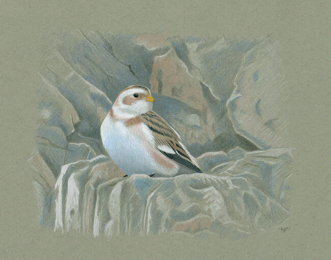 Snow Bunting