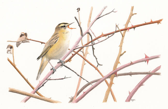 Sedge Warbler