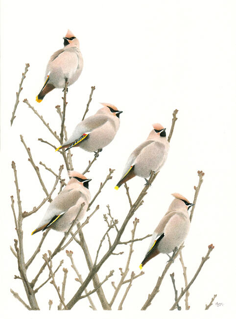 Waxwings