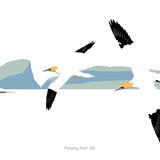 Passing Fair Isle (Gannets)