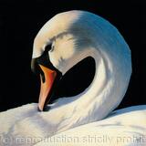 Mute Swan