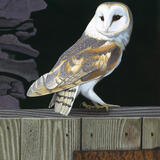 Barn Owl