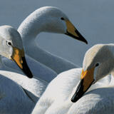 Whooper Swans