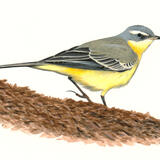 Alaskan Yellow Wagtail