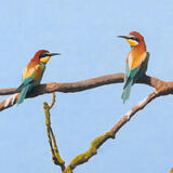 Bee-eaters