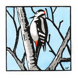 Great Spotted Woodpecker (blue sky)