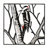 Great Spotted Woodpecker