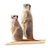 Meerkats