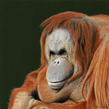 Orang-Utan