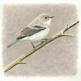 Myrtle Warbler