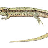 Common Lizard
