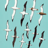 Albatrosses