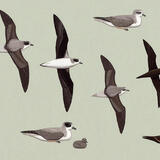 Petrels