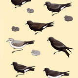 Storm-petrels