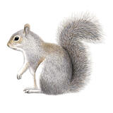 Grey Squirrel