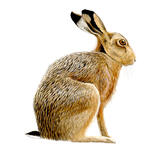 Brown Hare