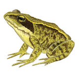 Common Frog