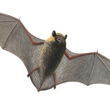 Noctule Bat