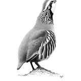 Red-legged Partridge