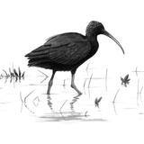 Glossy Ibis