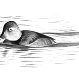 Ring-necked Duck