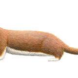 Stoat