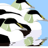 Calm Waters - Eiders