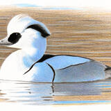 Drake Smew