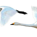 Bewick's Swans