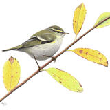 Yellow-browed Warbler