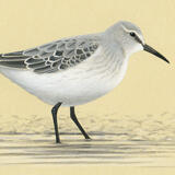 White-rumped Sandpiper