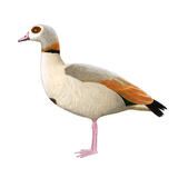 Egyptian Goose