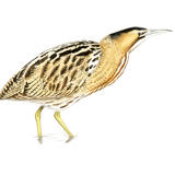 Bittern