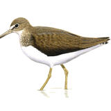 Green Sandpiper