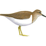 Common Sandpiper