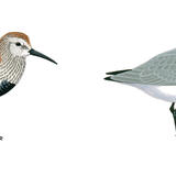 Dunlins