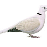 Collared Dove