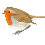 Robin