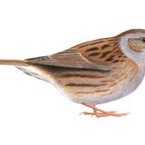 Dunnock