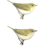 Willow Warbler & Chiffchaff