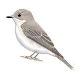 Spotted Flycatcher