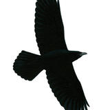 Raven