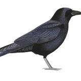 Carrion Crow